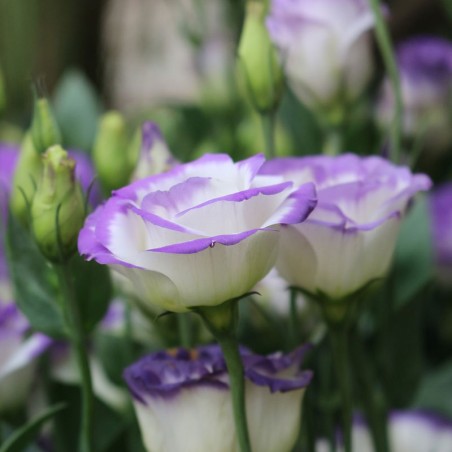 Lisianthus - 1 plant