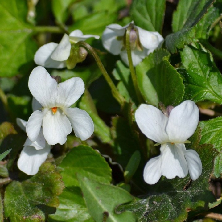 Viola odorata, Alba - Plant