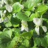 Viola odorata, Alba - 1 plant