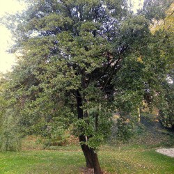 Quercus coccifera - 1 plant