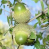 Quercus coccifera - 1 plant