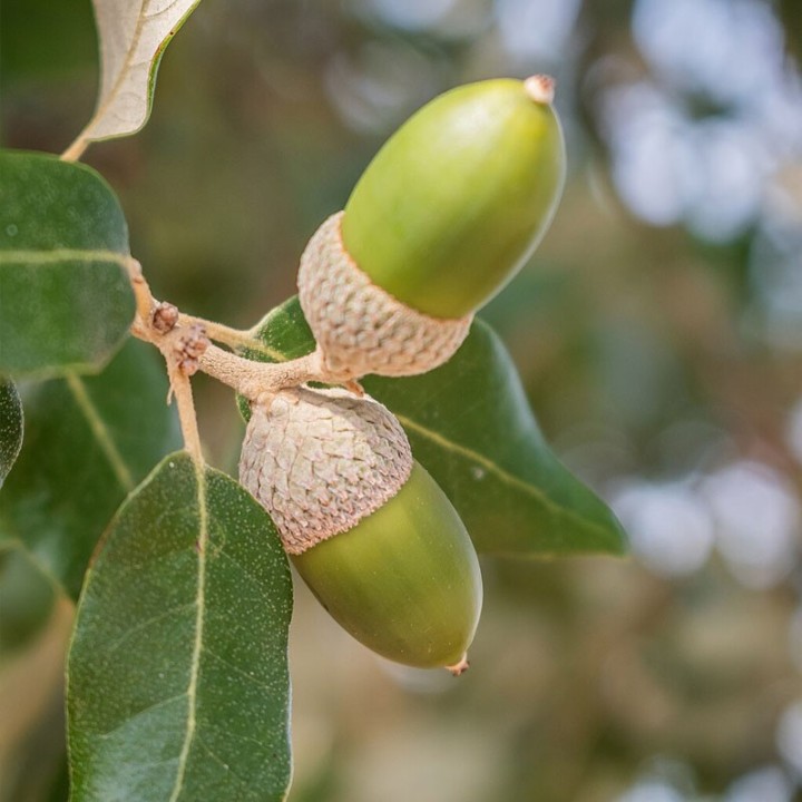 Holm oak - Plant