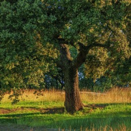 Holm oak - Plant
