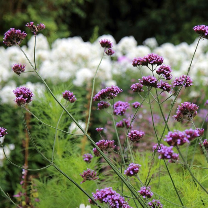 Verbena bonariensis - Plant