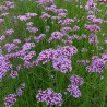 Verbena bonariensis - 1 plant