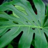 Monstera deliciosa - 1 plant