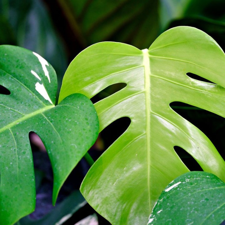 Monstera deliciosa - Plant