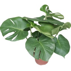 Monstera deliciosa - 1 plant (Group buying)