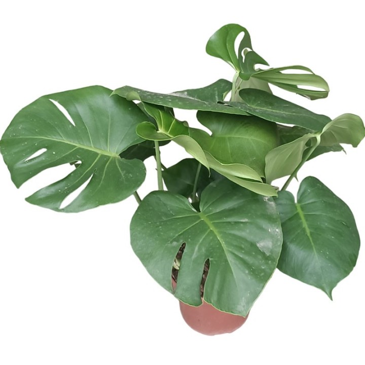 Monstera deliciosa - Plant