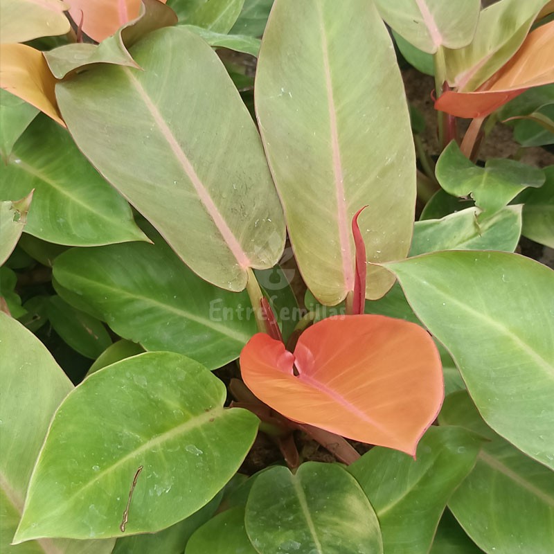 Philodendron, Prince of Orange - 1 plant