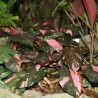 Philodendron Pink Princess - 1 plant