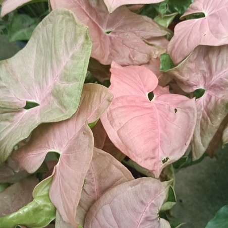 Syngonium Pink - 1 plant