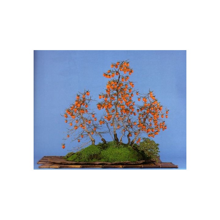 Diospyros rhombifolia - Sobre 8 semillas