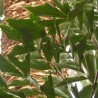 Caryota mitis - 1 plant