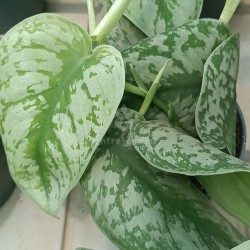 Scindapsus pictus - 1 plant