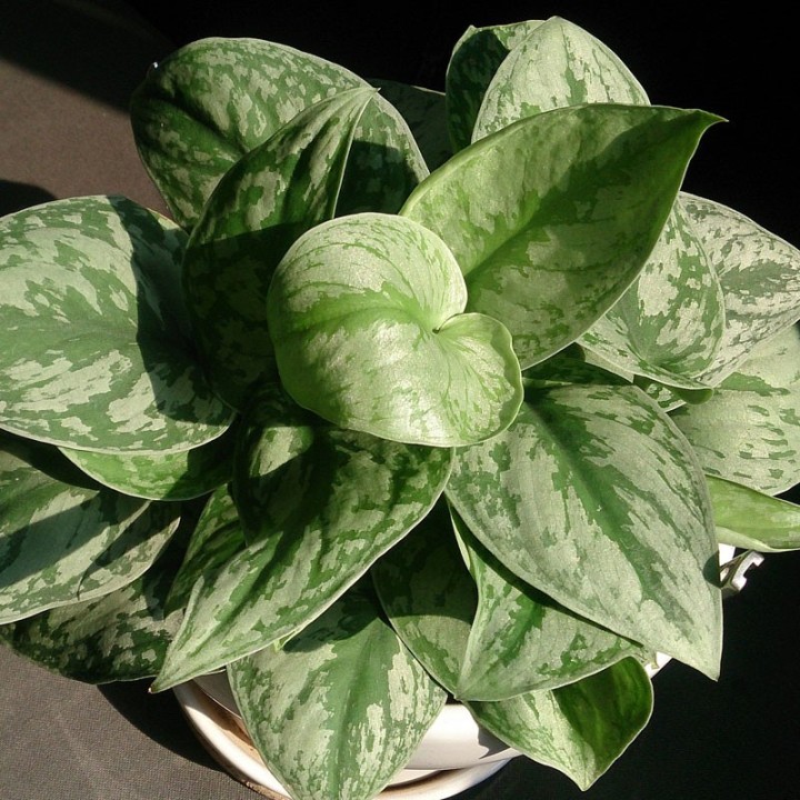 Scindapsus pictus - 1 plant