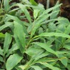 Ginger - 1 plant