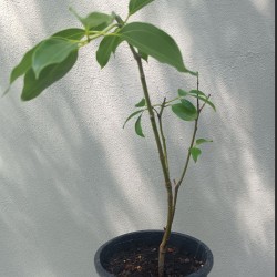 True cinnamom tree - 1 plant
