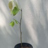 True cinnamom tree - 1 plant