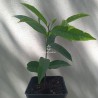 Jackfruit - 1 plant
