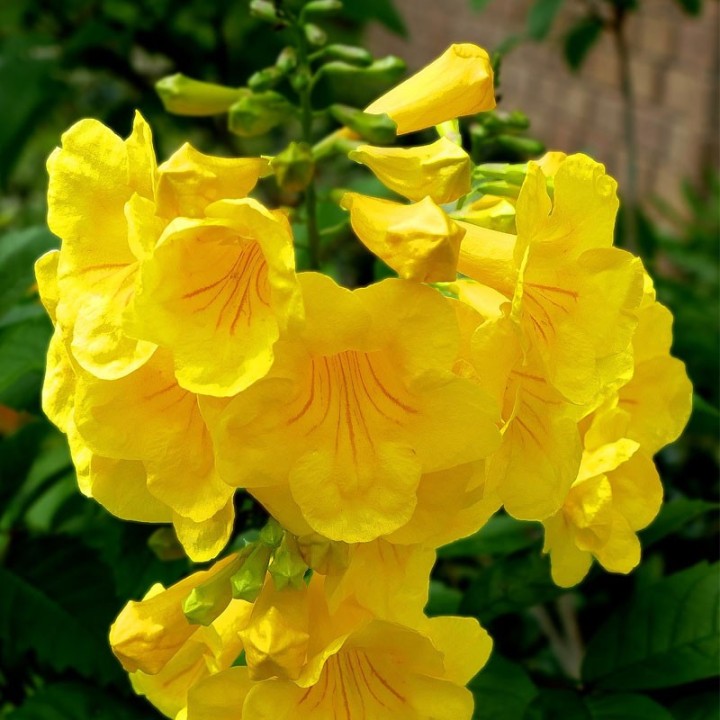 Bignonia Amarilla - 25 seeds (reserve)