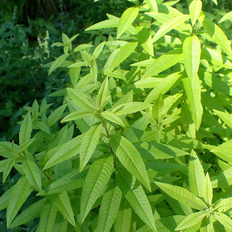 Aloysia citrodora plant