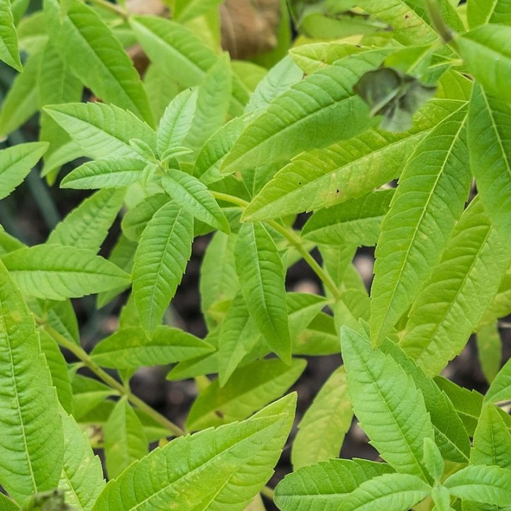 lemon verbena plant