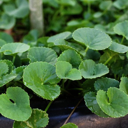 gotu kola seeds