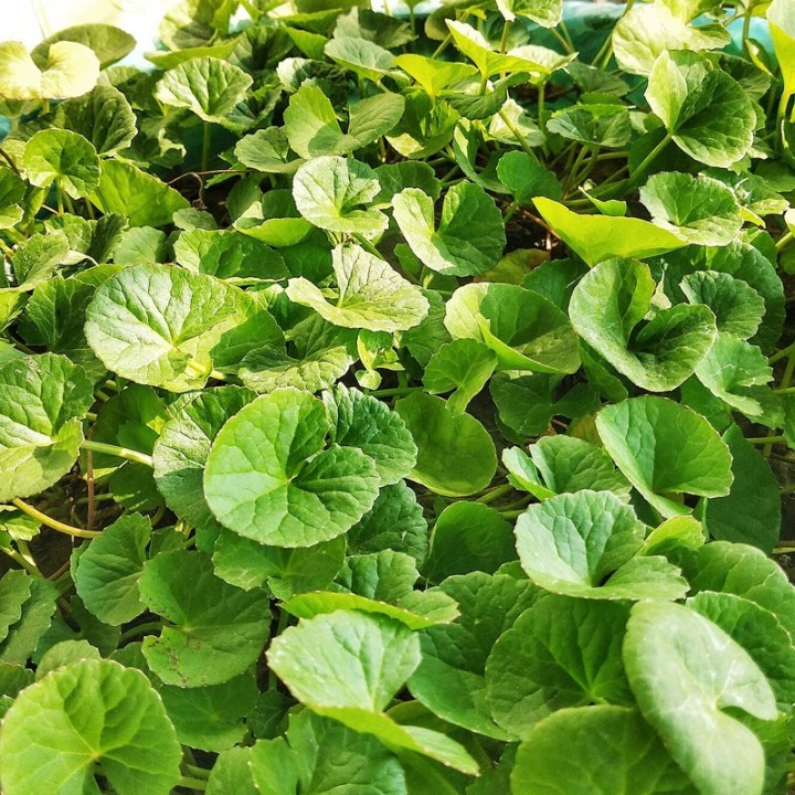 Gotu kola seeds (or Spadeleaf) | AmongSeeds