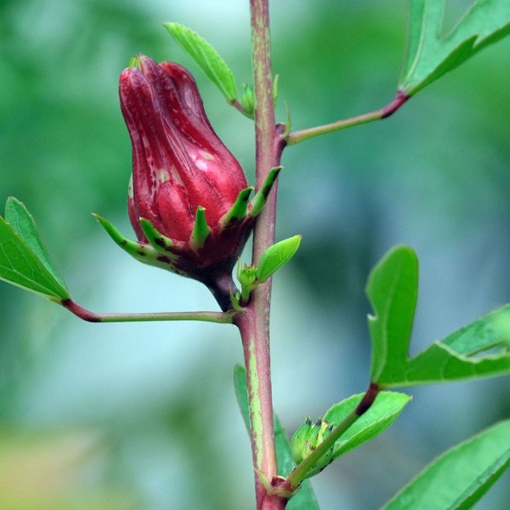 Hibiscus sabdarifffa - 10 seeds