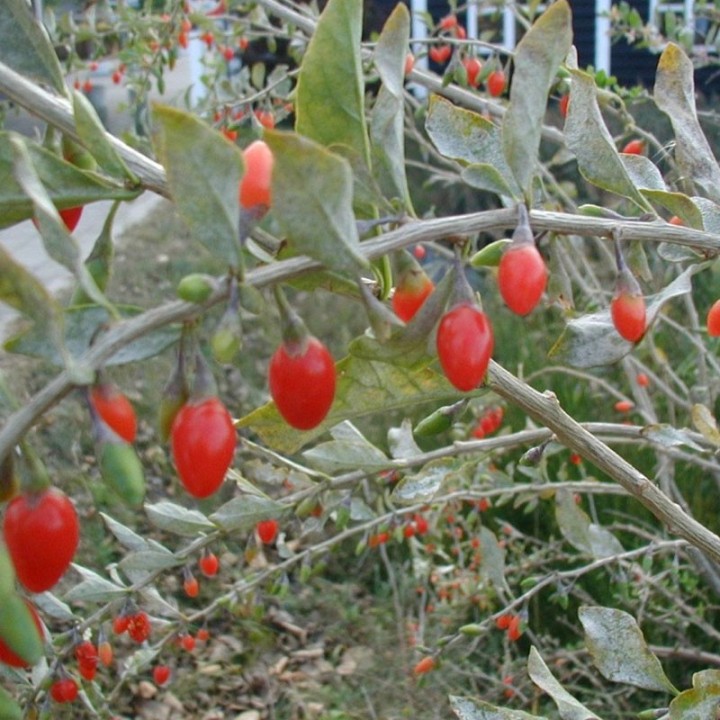 Lycium barbarum seeds