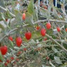 Goji berry - 30 seeds