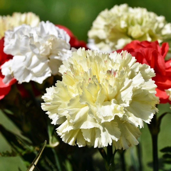 Carnations, Assorted seeds