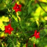 sementes de Ipomoea quamoclit red