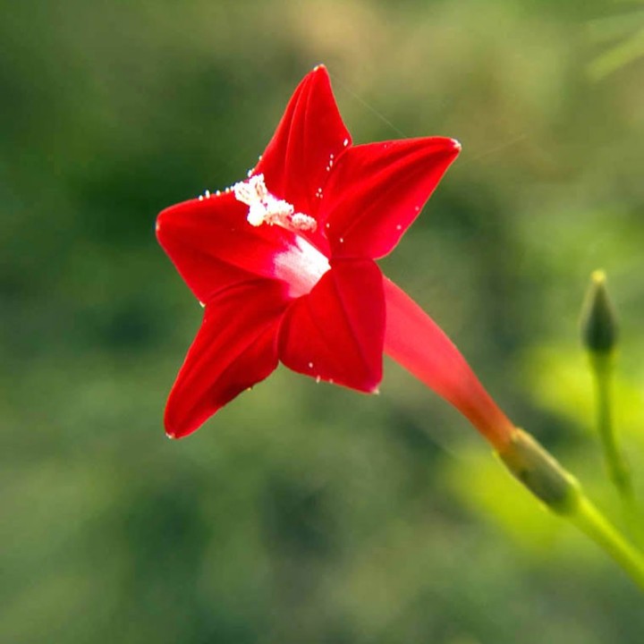 Ipomoea quamoclit, Red - Seeds