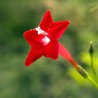 Ipomoea quamoclit, Red - 20 seeds