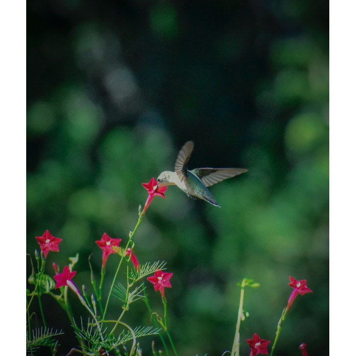 Ipomoea quamoclit, Red - Seeds