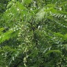 Chinese mahogany - 25 seeds