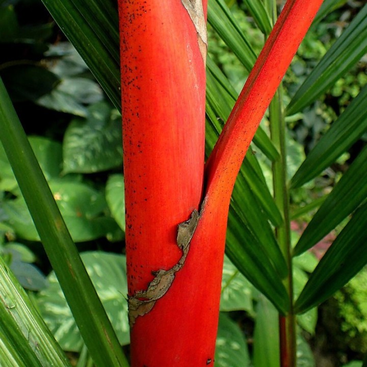 Lipstick Palm seeds (Cyrtostachys renda) | AmongSeeds