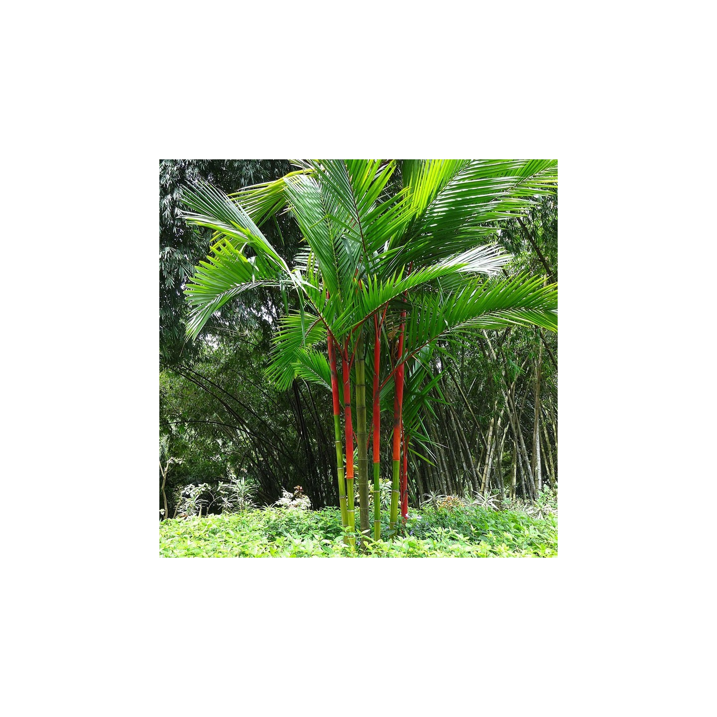 pineapple plant life cycle Pineapple Life Cycle Nomenclature