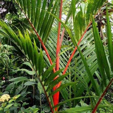 Lipstick Palm seeds