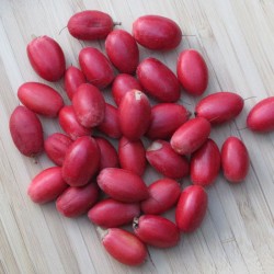 Synsepalum dulcificum - 5 seeds