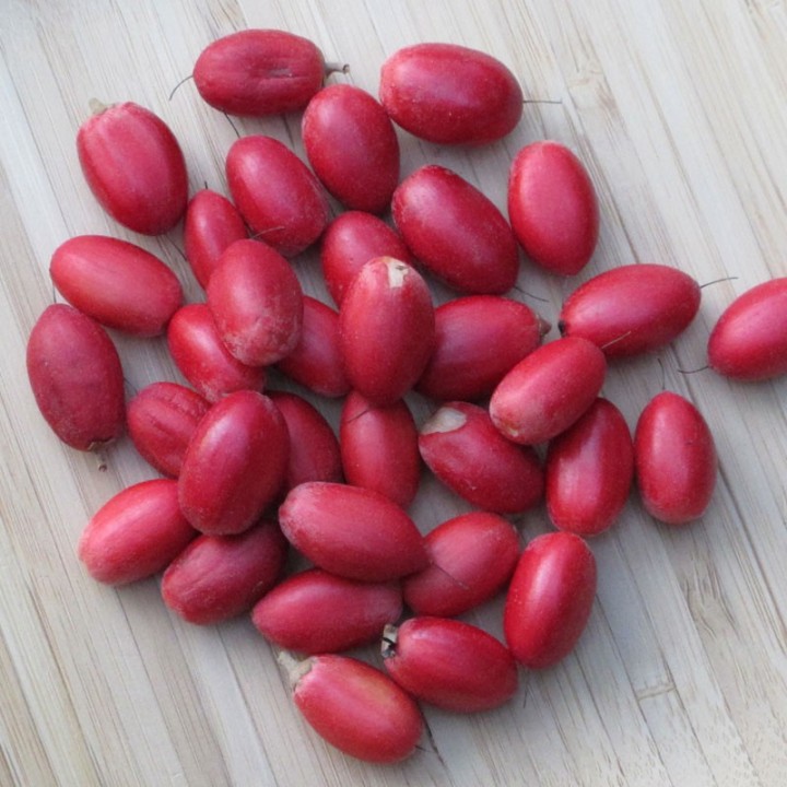 Synsepalum dulcificum Seeds, the Miracle Fruit | Seed Store