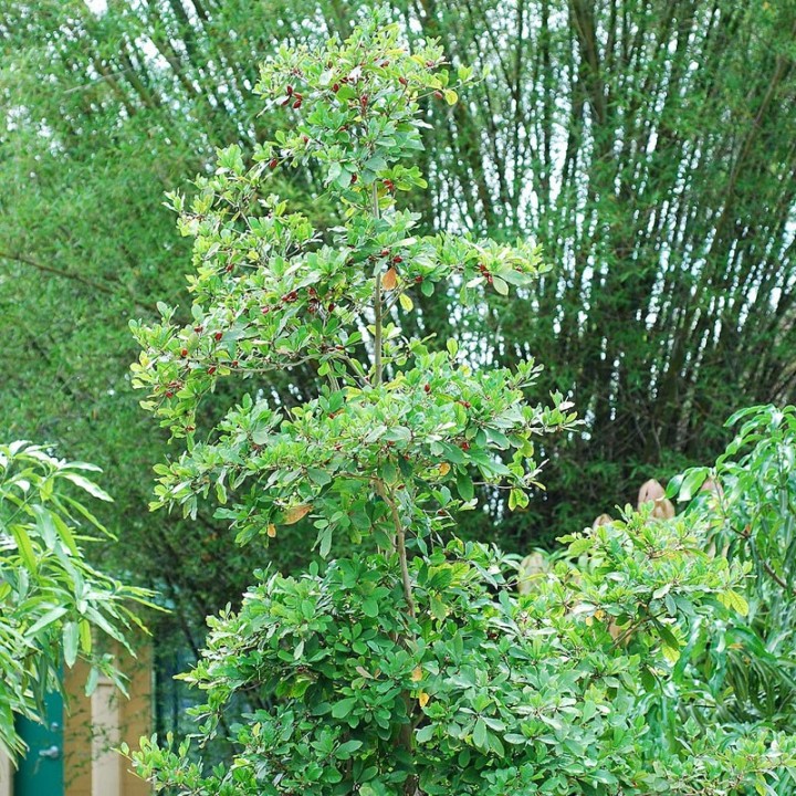 Synsepalum dulcificum Seeds, the Miracle Fruit | Seed Store