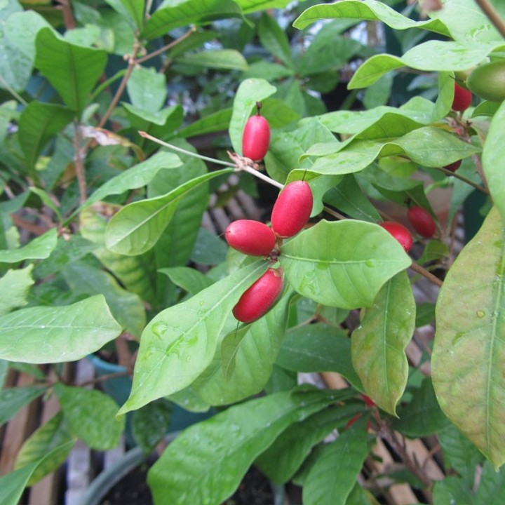 Synsepalum dulcificum Seeds, the Miracle Fruit | Seed Store