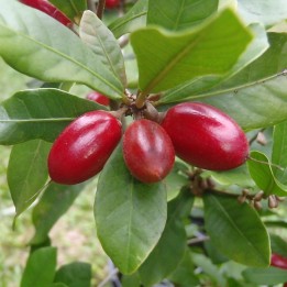 Synsepalum dulcificum seeds
