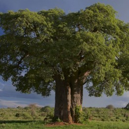 Baobab tree - Plant