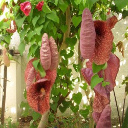 aristolochia gigantea seeds