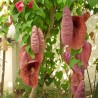 aristolochia gigantea seeds