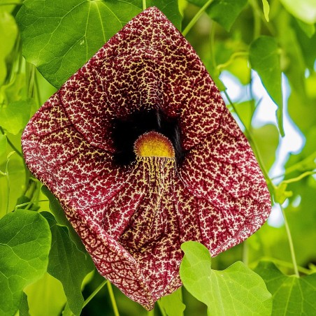 Giant Dutchman's Pipe - Seeds